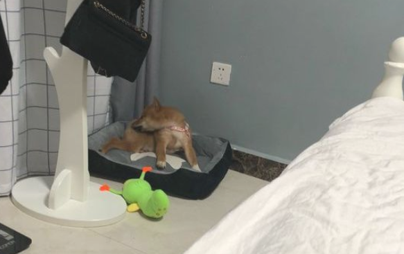 网友叫柴犬醒来去玩,它嫌冷不外出,穿衣服就拽了出来