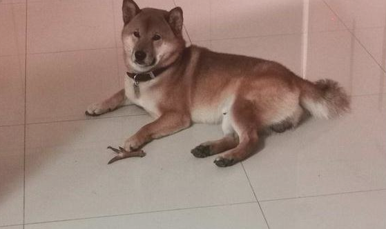 给柴犬的鸡爪子它没吃了,反而是叼着分享给外边的狗子,太听话了吧!