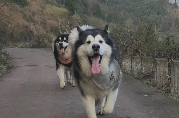 阿拉斯加犬进山玩儿,一天一夜没回家,主人家用三轮车将其拉回
