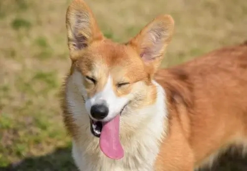 狗狗上火吃什么好 注意调节日常饮食