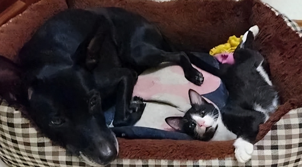 捡了只小奶猫让狗子带,没想到这货长大后居然比狗还大只!