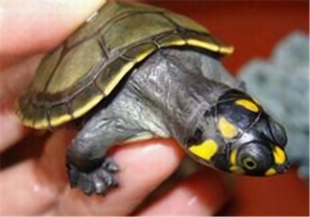 黄头侧颈龟身份信息