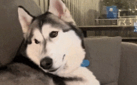 看到主人在游戏里撸狗，狗子气炸直接开骂，这是连电子醋都吃？