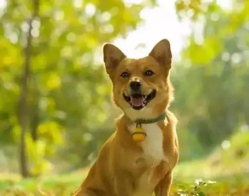 于都县发布养犬管理通告!中心城区的饲养人不得饲养烈性犬、大型犬
