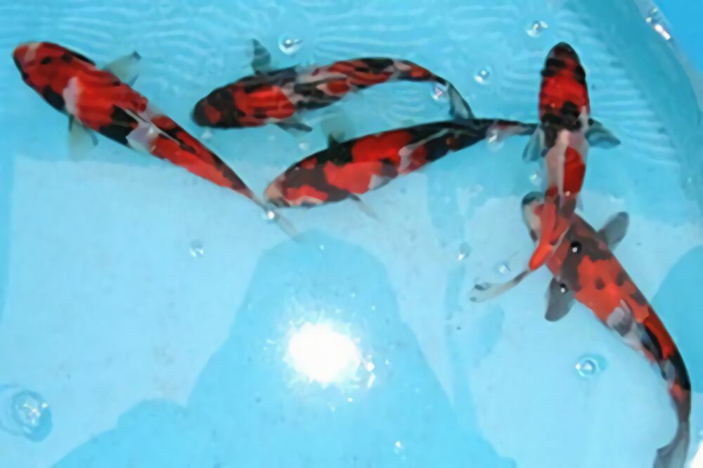 昭和三色身份信息