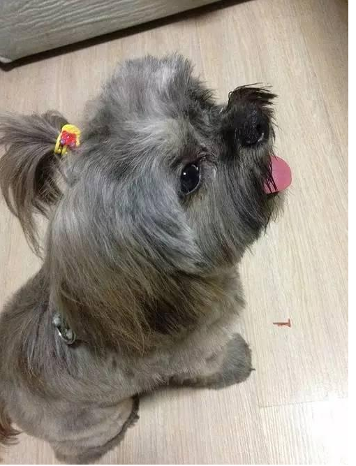 救助流浪狗一年后的感受 | 收养流浪狗一年,它给我的感动一波接一波!