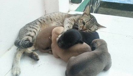 虎斑猫遭一群狗宝宝讨奶喝 猫咪一脸无奈因为是公的