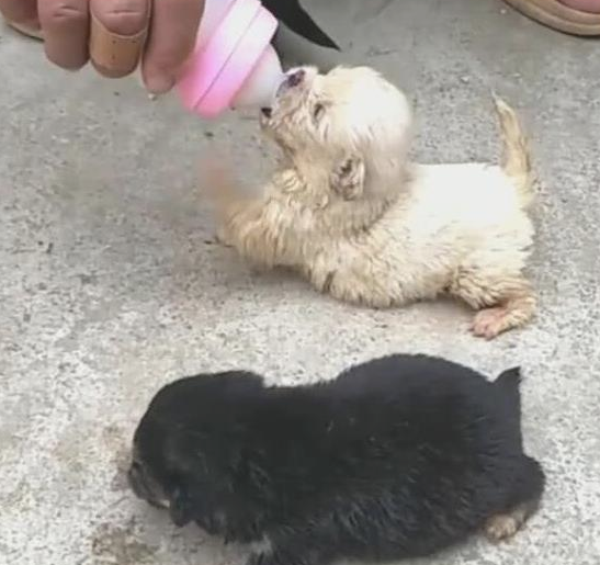 二只小奶狗被捡回家了,第一餐就喂母乳,小狗狗腿令人心痛