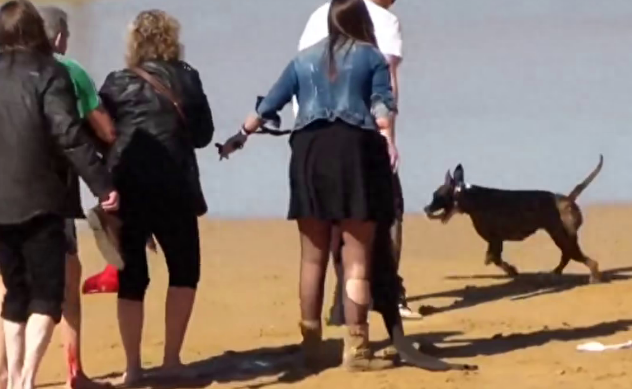 两只狗狗很凶猛,第一只专咬绿衣男,第二只攻击路人