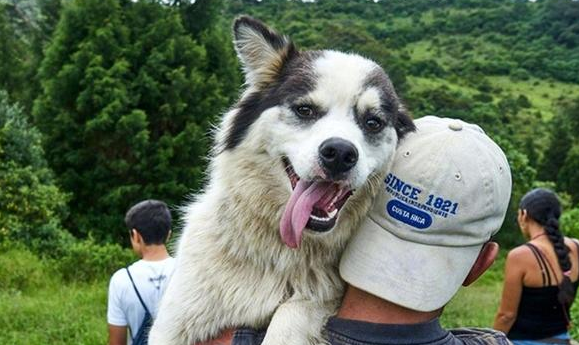 千根流浪狗被收留后，每日都能随意在山上飞奔，网民：还缺狗吗？