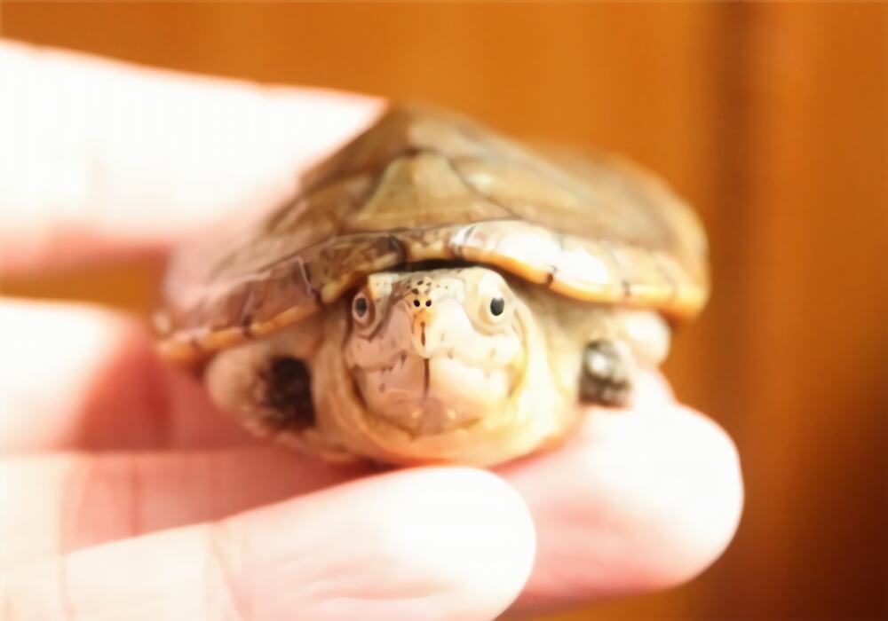 哈雷拉泥龟身份信息