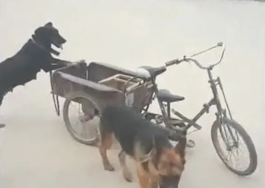 二只狗狗帮助大爷推三轮车,每日跟老大爷不离不弃!