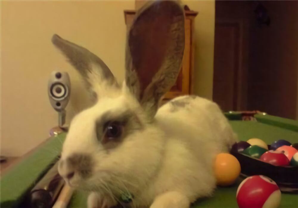 维兰特兔身份信息