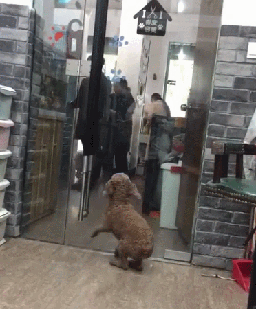 主人来宠物用品店接狗狗,激动得又蹦又跳:铲屎官的,我在这!