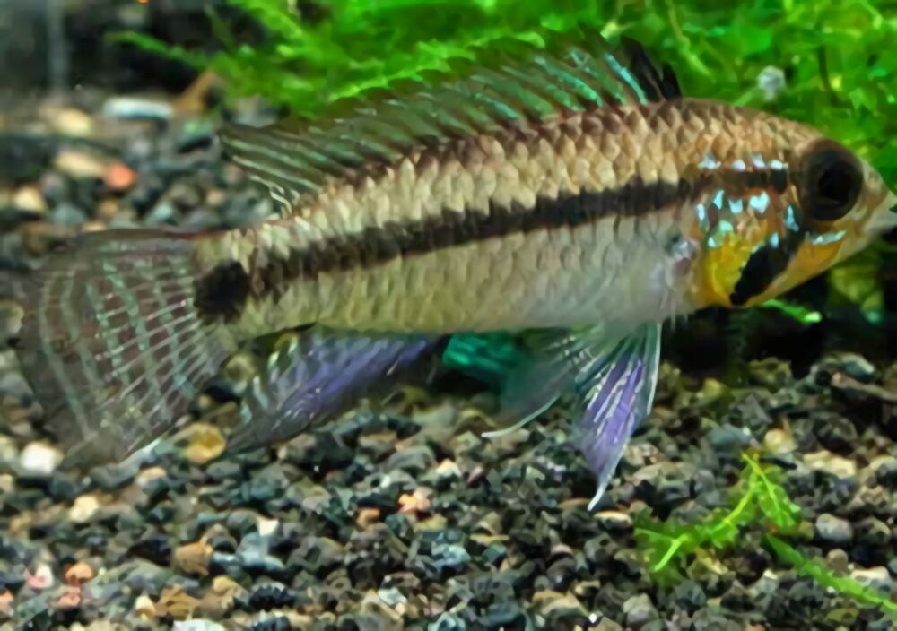 小丑短鲷身份信息