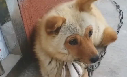 乍一看是小猴子,细心一看是狗狗,杨戬:悟空对哮天犬干了哪些?