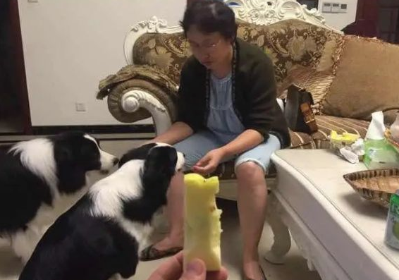 “养狗前”爸妈百般阻挠,“养狗后”爸妈逃不过真香定律