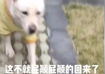 贵州女子给狗打电话,无论多远听见铃声立马回家:比老公靠谱多了