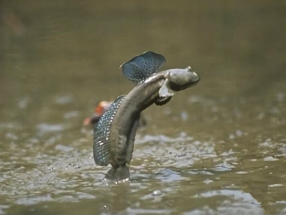 大弹涂鱼身份信息