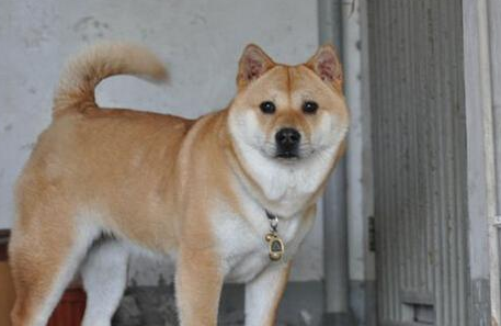 李女士花8000块买了一只柴犬,养了三年之后才发现是田园犬