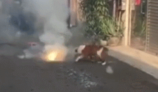 狗狗踩已经点燃的爆竹,狗狗:谁跟我抢跟谁急!