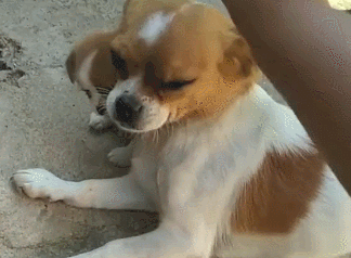 主人教小狗挥手,狗妈故作站起遮挡,主人一巴掌下来!