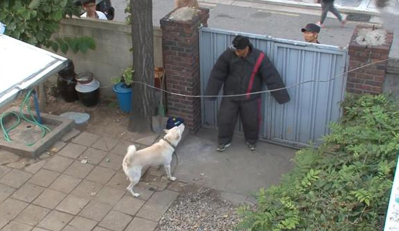 宠物犬性情大变，对主人都龇牙咧嘴