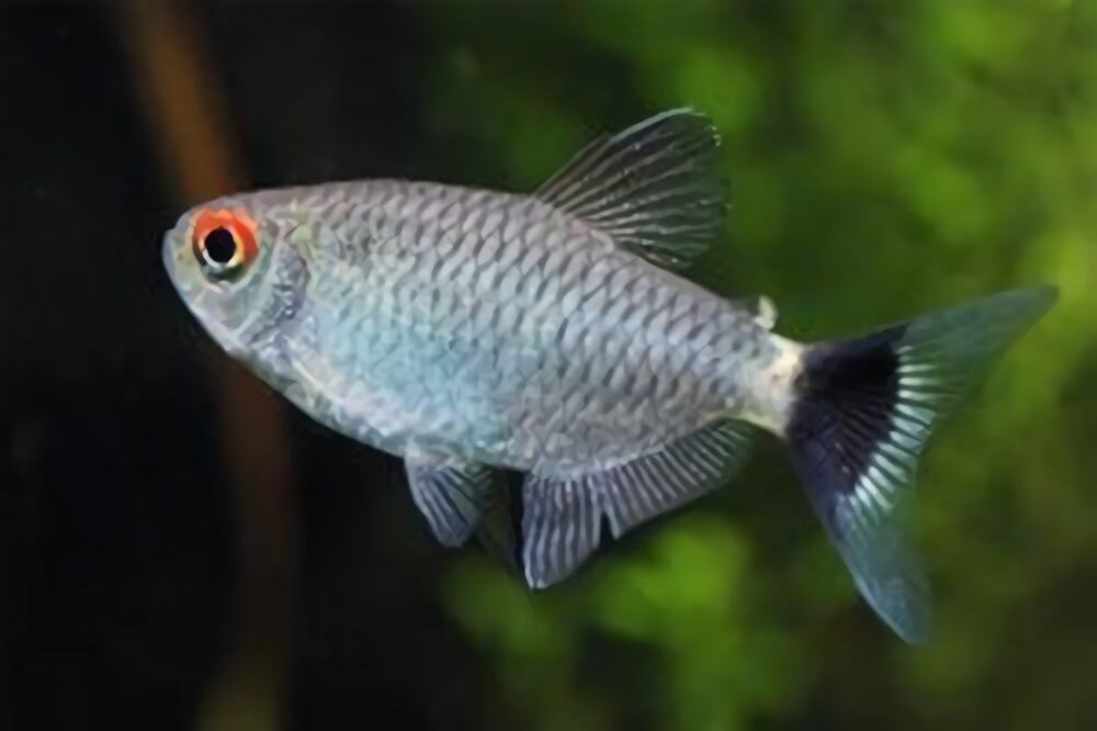 银屏灯鱼身份信息