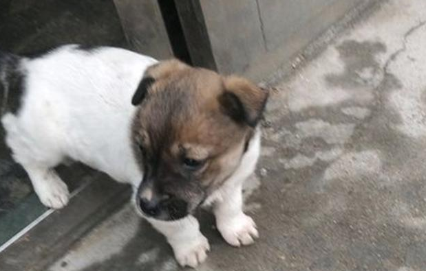 买水果道上巧遇只流浪小奶狗，女生决策收养，想不到走二步又后悔莫及了