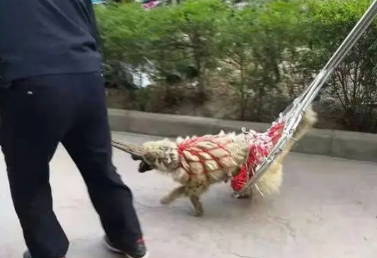 流浪狗太胆大,一条街咬了20多人,最后警察出动才制服流浪狗