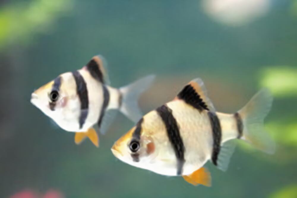 虎皮鱼身份信息