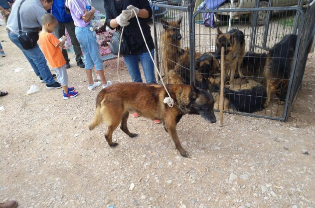 一只五岁的马犬商贩仅500元出售,男子却觉得价格高了!