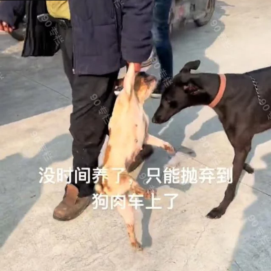 宠物狗也能吃?沛县大量宠物狗被主人扔上狗肉车,“天气凉了”