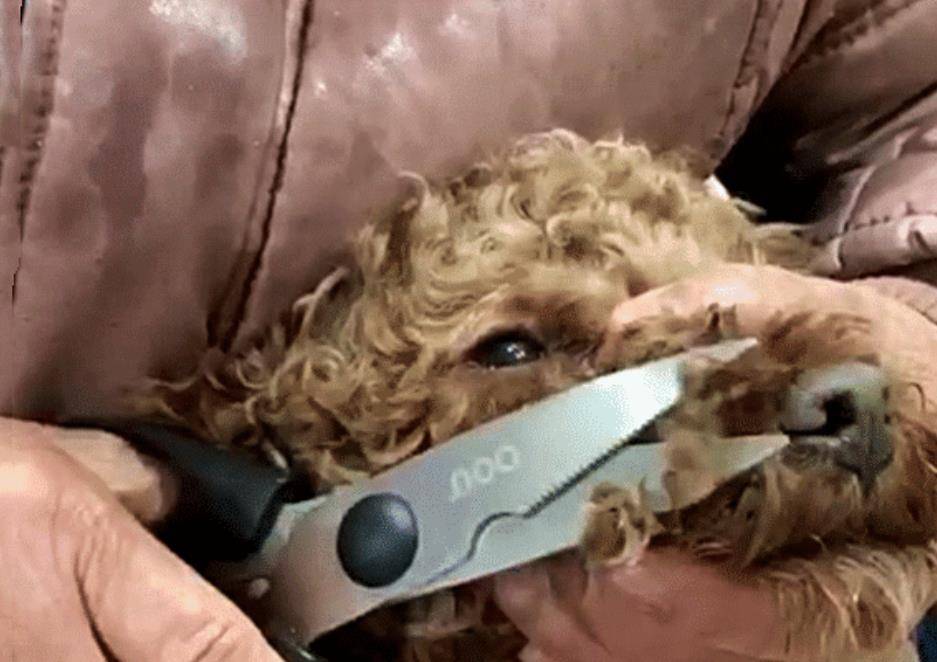 奶奶给狗狗剃毛,狗狗如同点了穴,孙女凑近后一看笑到扶墙