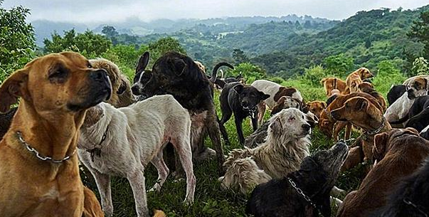 千根流浪狗被收留后，每日都能随意在山上飞奔，网民：还缺狗吗？