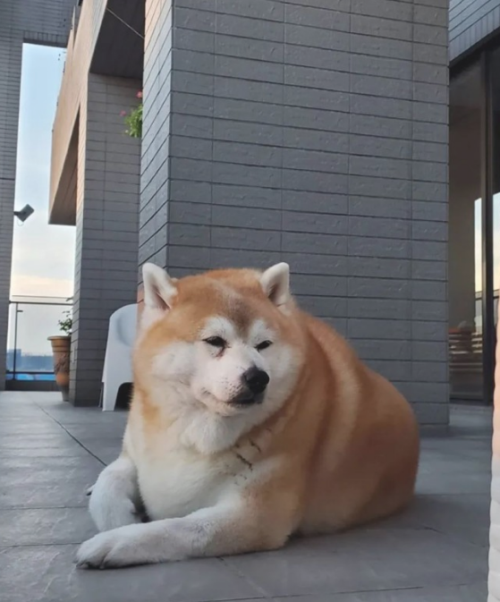 女子带柴犬外出散散步,却总被别人误以为是海象:这身型用心的吗?