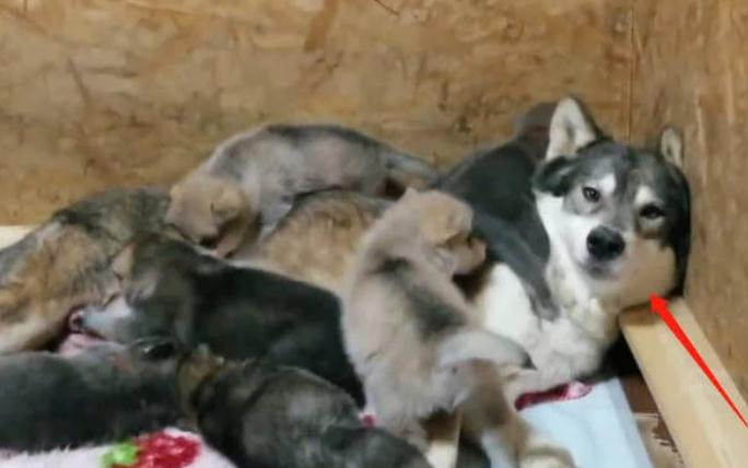 二哈怀了狼犬的宝宝,看着孩子有点不相信,跟它爸一样丑