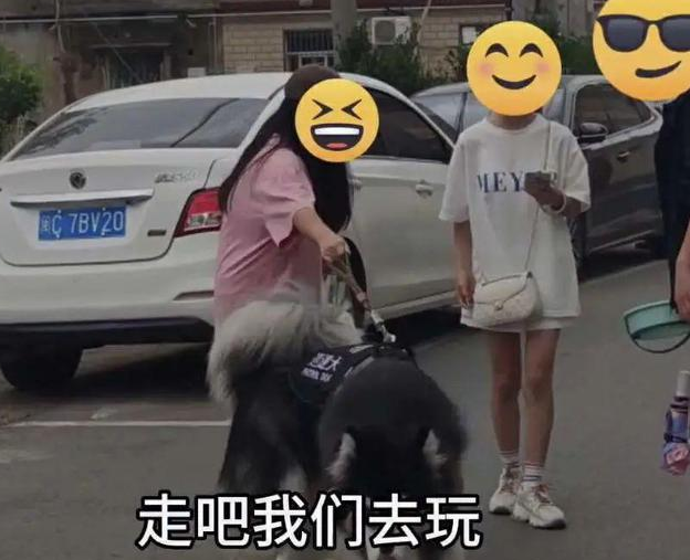 有多少狗被大学生遛“废”了?