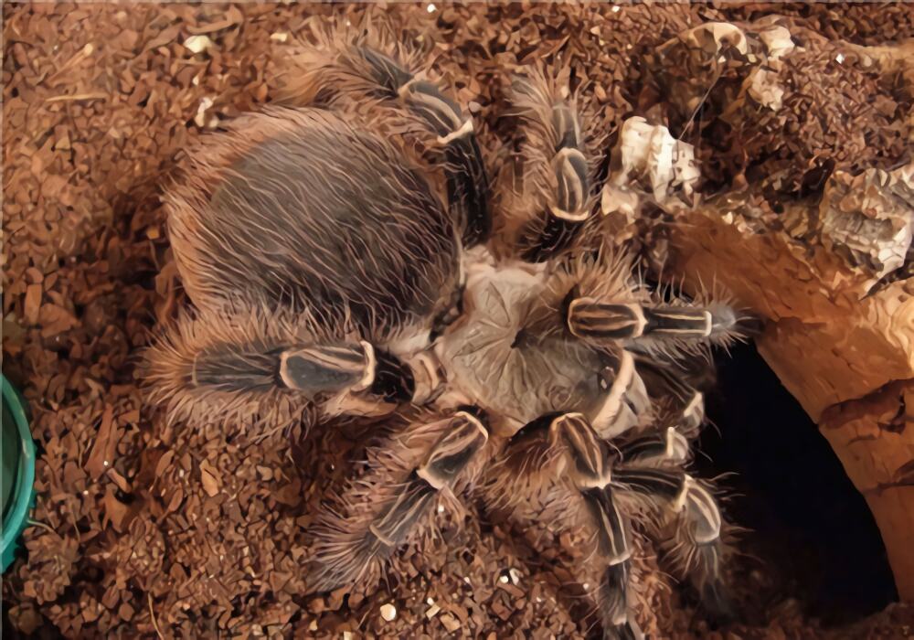 粉红斑马脚身份信息