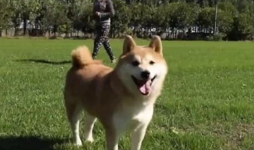 4岁柴犬寄养一千多天 法院拍卖意外走红