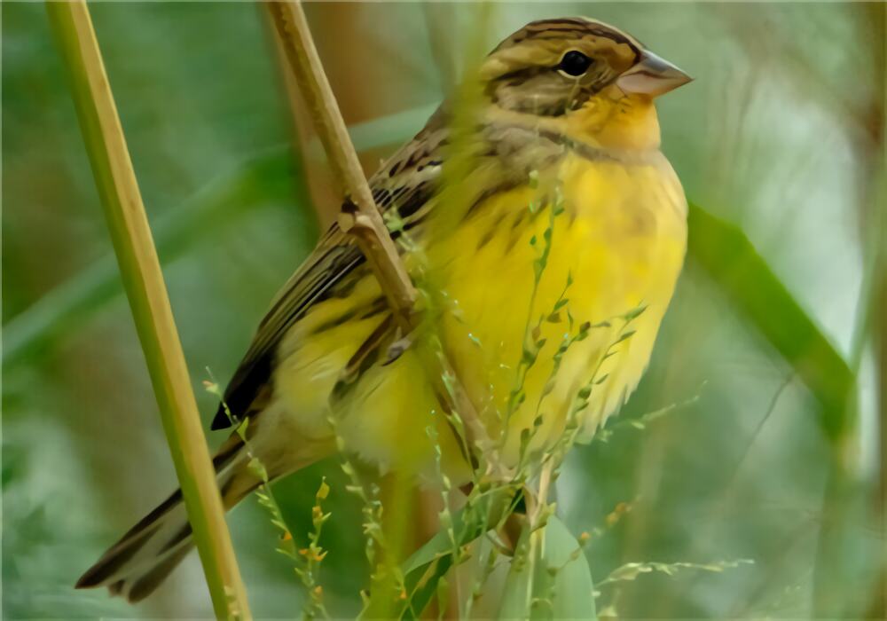 黄胸鹀身份信息