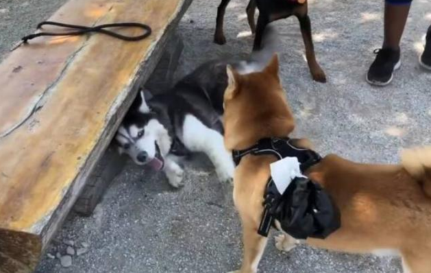 哈士奇住宅小区很是猖狂,直至道上遇到“高加索犬”,接下去一幕脸丢变大