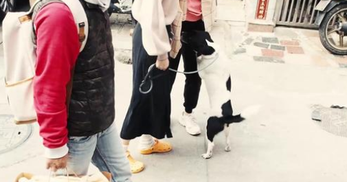 松狮串咬伤训犬师,女主人讲出真实原因:狗曾经被男主人用棍戳过