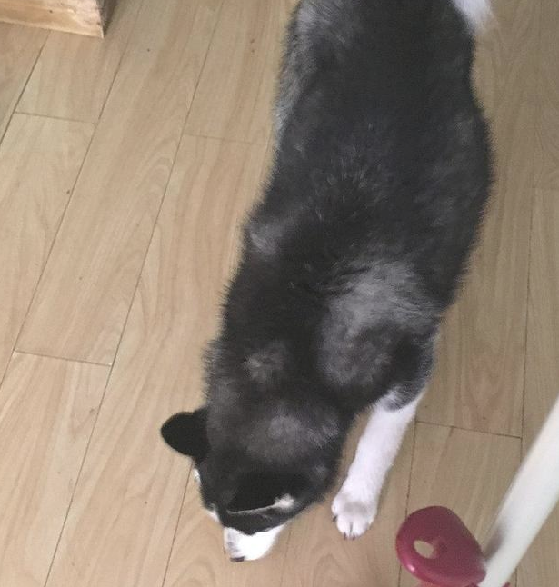 哈士奇发觉主人家偷自身犬粮,一气之下竟把主人家锁上在家里门口!