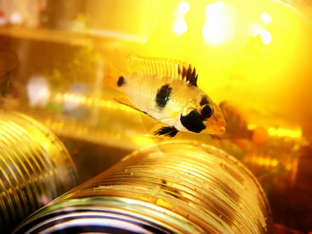 熊猫短鲷身份信息