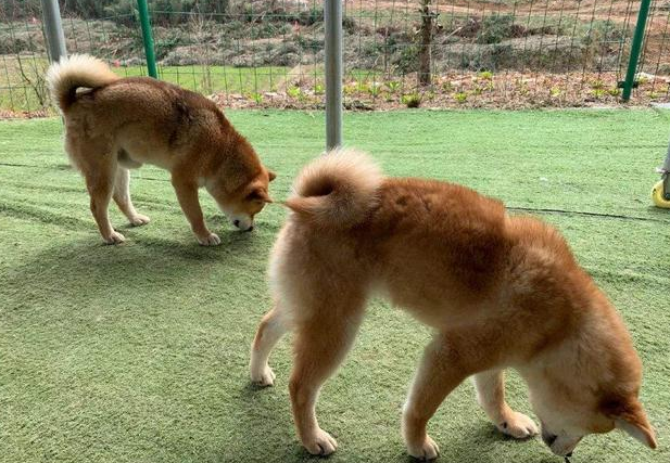国庆出游特别注意家犬饮食搭配个人行为,马路边野香菇并不宜狗类服用