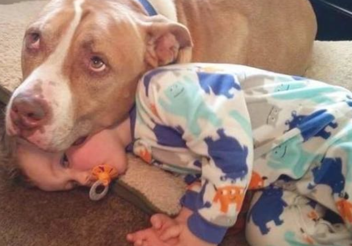 狗狗对小主人体贴入微的照料,狗狗离逝后,小孩劝导父母再养一只