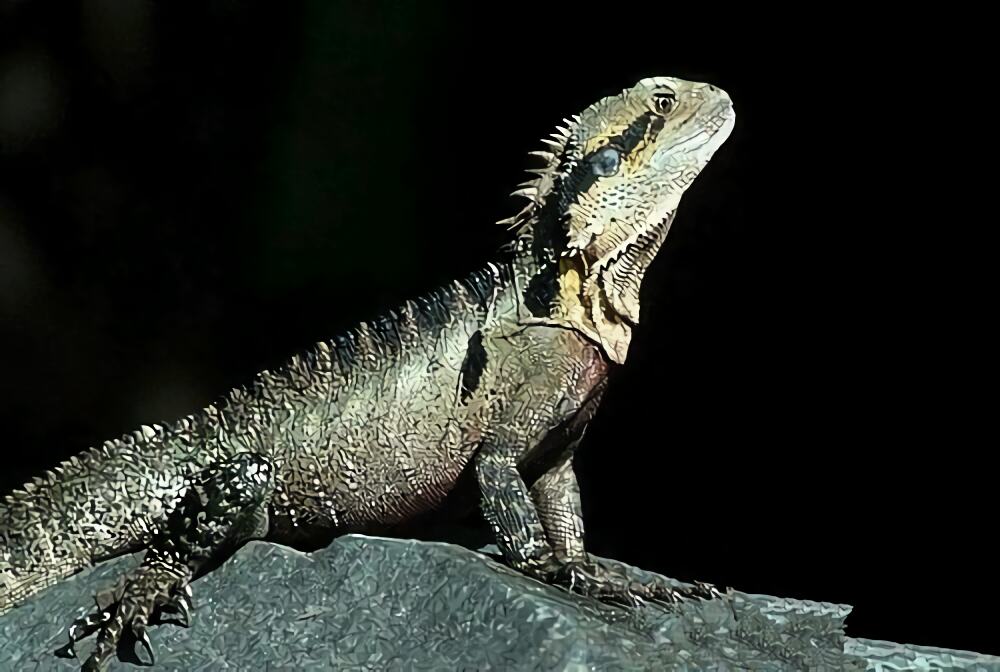 澳洲水龙身份信息