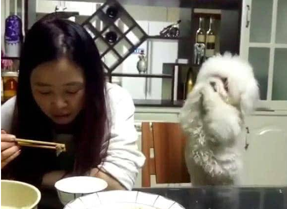 主人家用餐不理小狗,狗狗急死了了逐渐拱手取悦,最终一举也是强大
