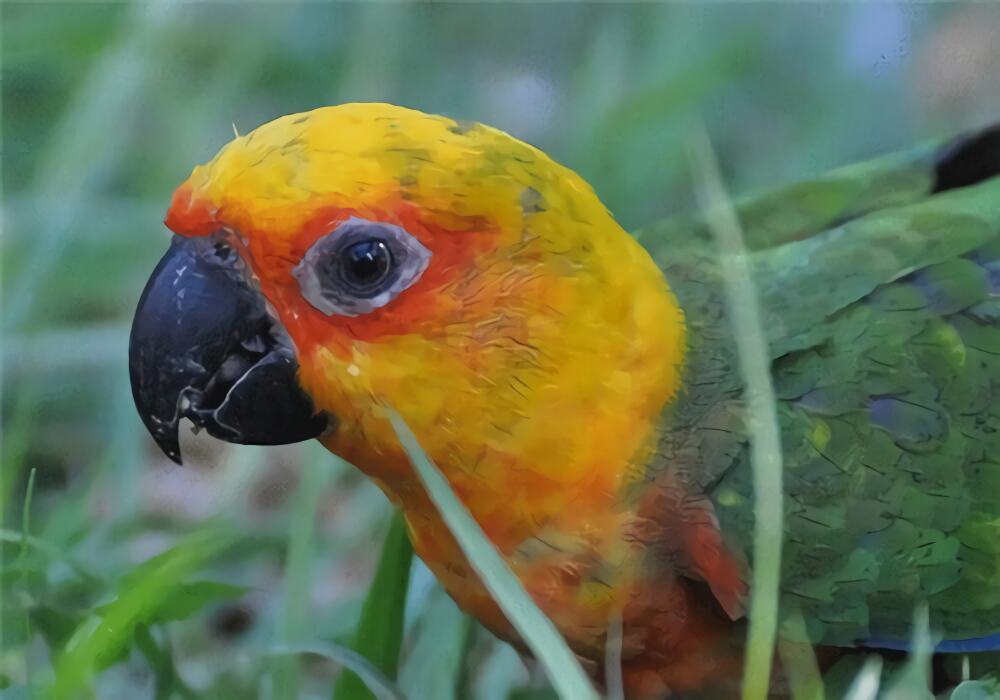 珍达锥尾鹦鹉身份信息